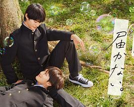 鸽子吉他海报剧照